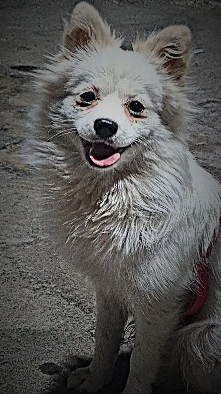 پامرین روباهی|سگ|قم, نخودی|دیوار