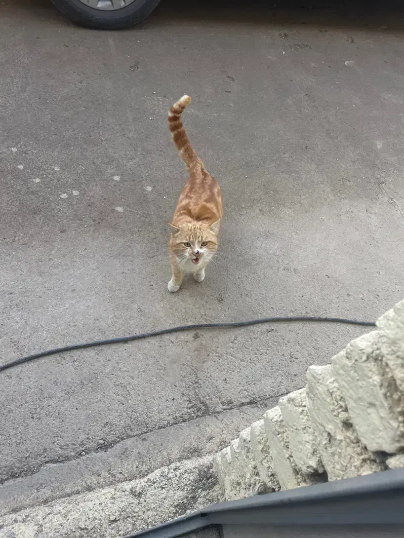 گربه سفید طلایی|حیوانات|کوهسار (البرز), |دیوار