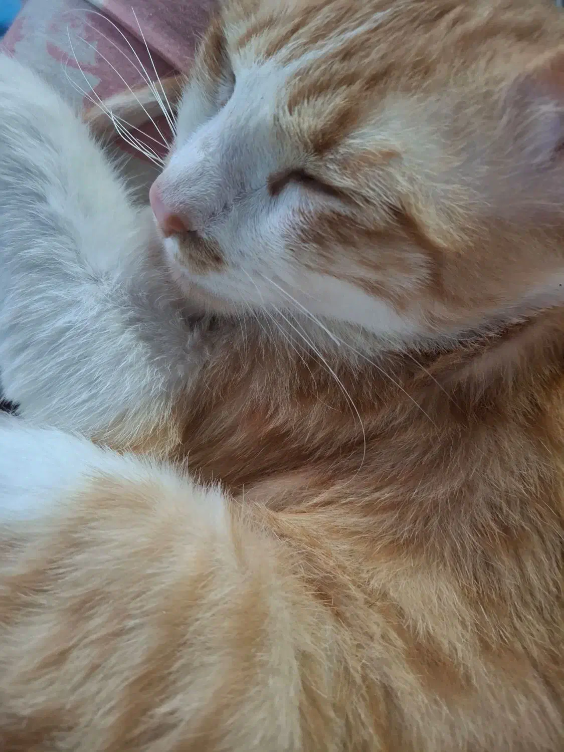 واگذاری گربه|گربه|بندر انزلی, سید آسیه|دیوار