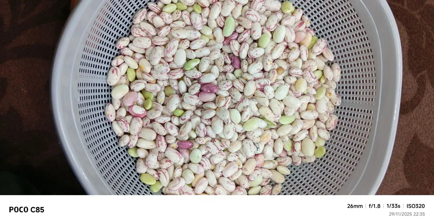 لوبیا چیتی|حراج|شاندرمن, |دیوار