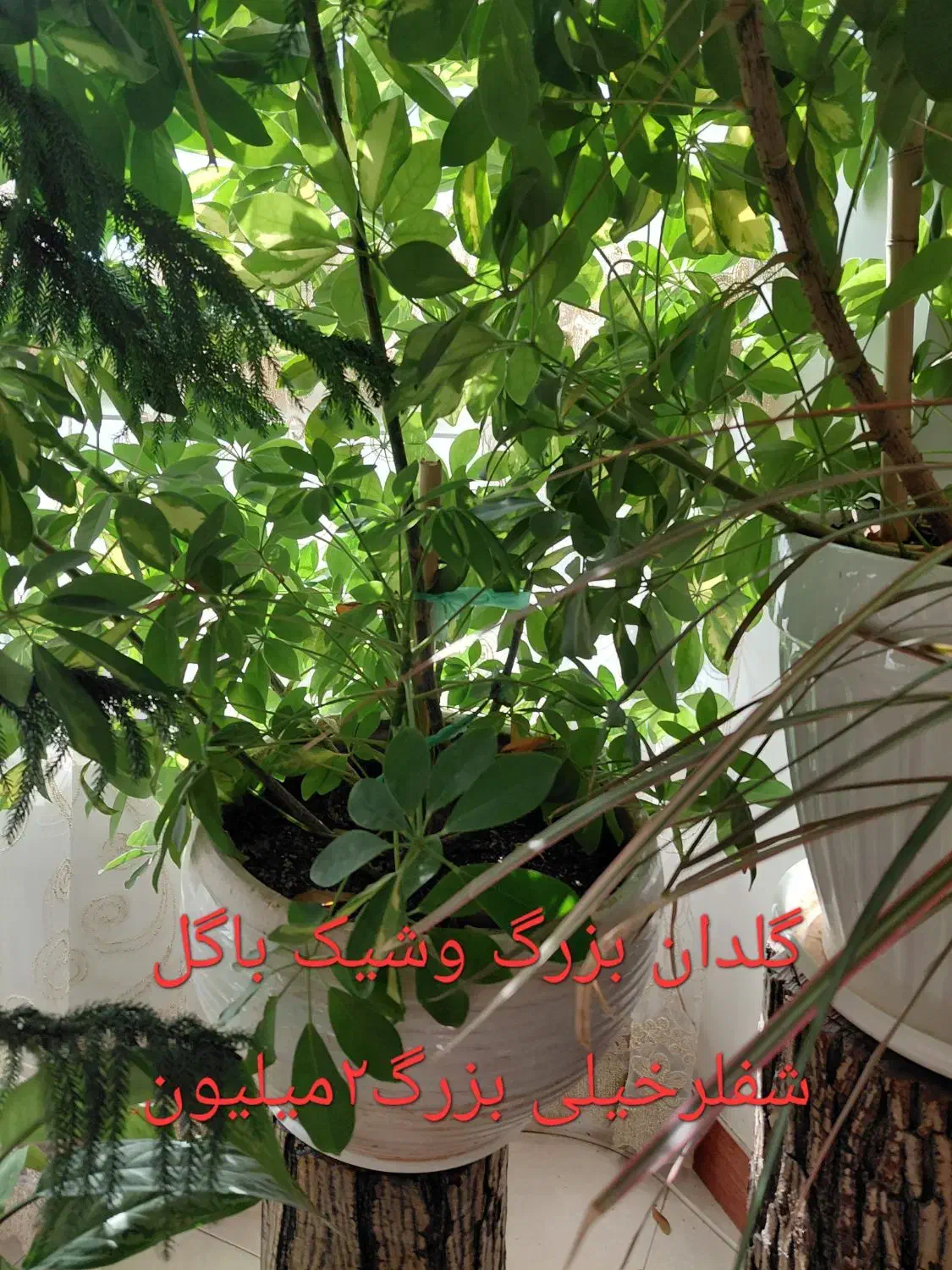 گل‌وگلدان بزرگ وشیک نونو|گل و گیاه طبیعی|ورامین, ورامین|دیوار