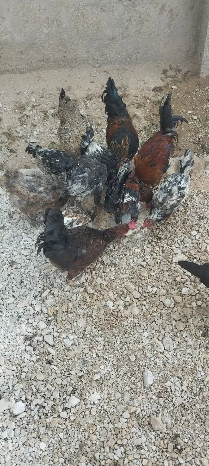تعدادی مرغ و خروس به فروش می رسد|حیوانات مزرعه|برازجان, |دیوار