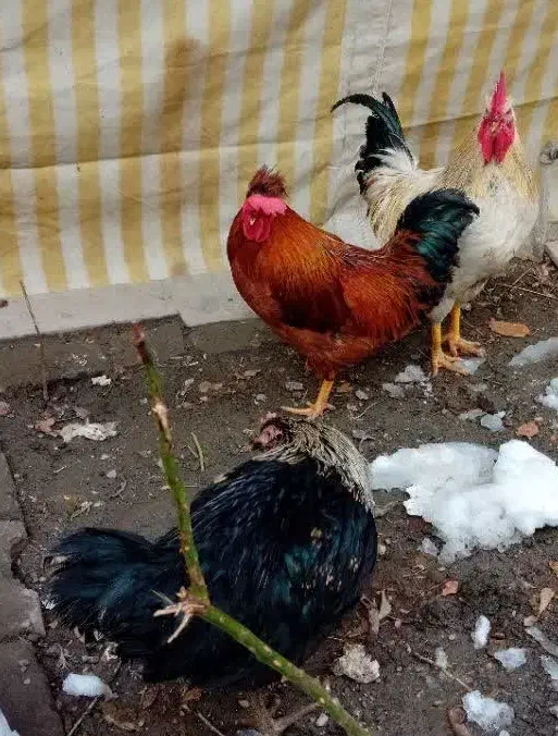 مرغ و خروس|حیوانات مزرعه|مشهد, عامل|دیوار