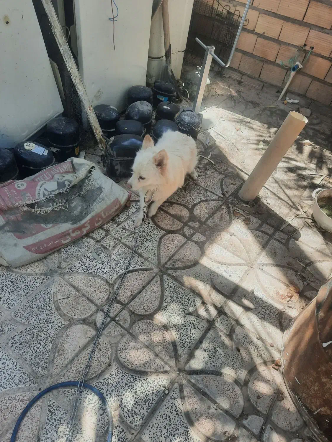 توله پامر|سگ|بم, |دیوار