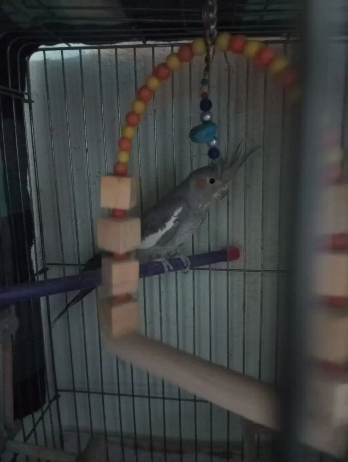 عروس هلندی نر|پرنده|پاکدشت, پاکدشت (مامازند)|دیوار