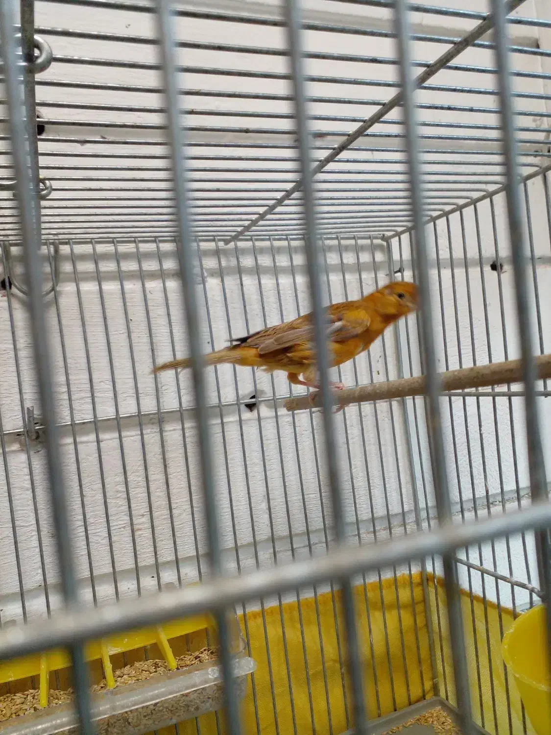 ماده قناری اماده|پرنده|بشاریات, |دیوار