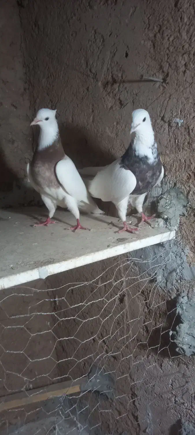 کبوتر طوقی|پرنده|اقبالیه, |دیوار