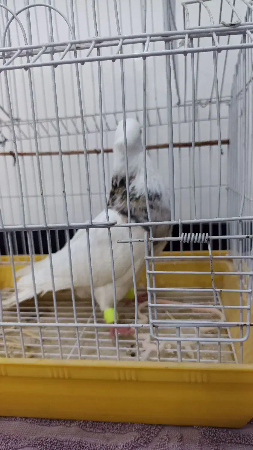 کبوتر|پرنده|سرپل ذهاب, |دیوار