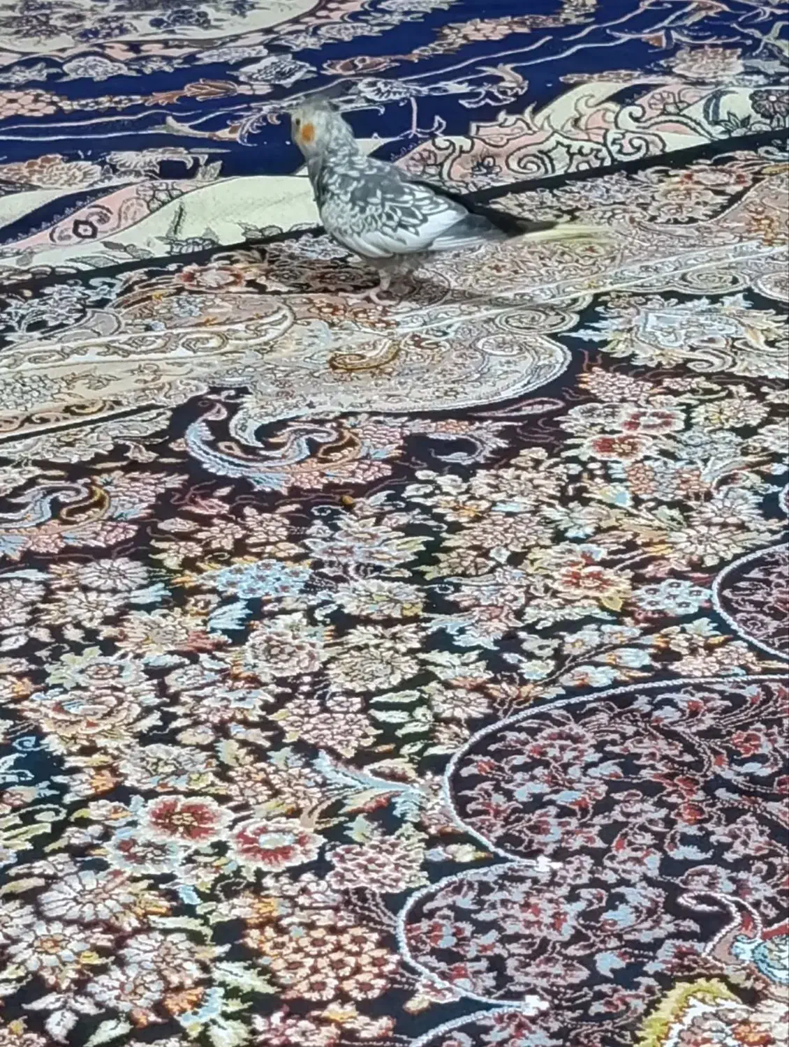 یک عدد عروس هلندی دستی رام بازی کوش|پرنده|قدس, شهرقدس|دیوار