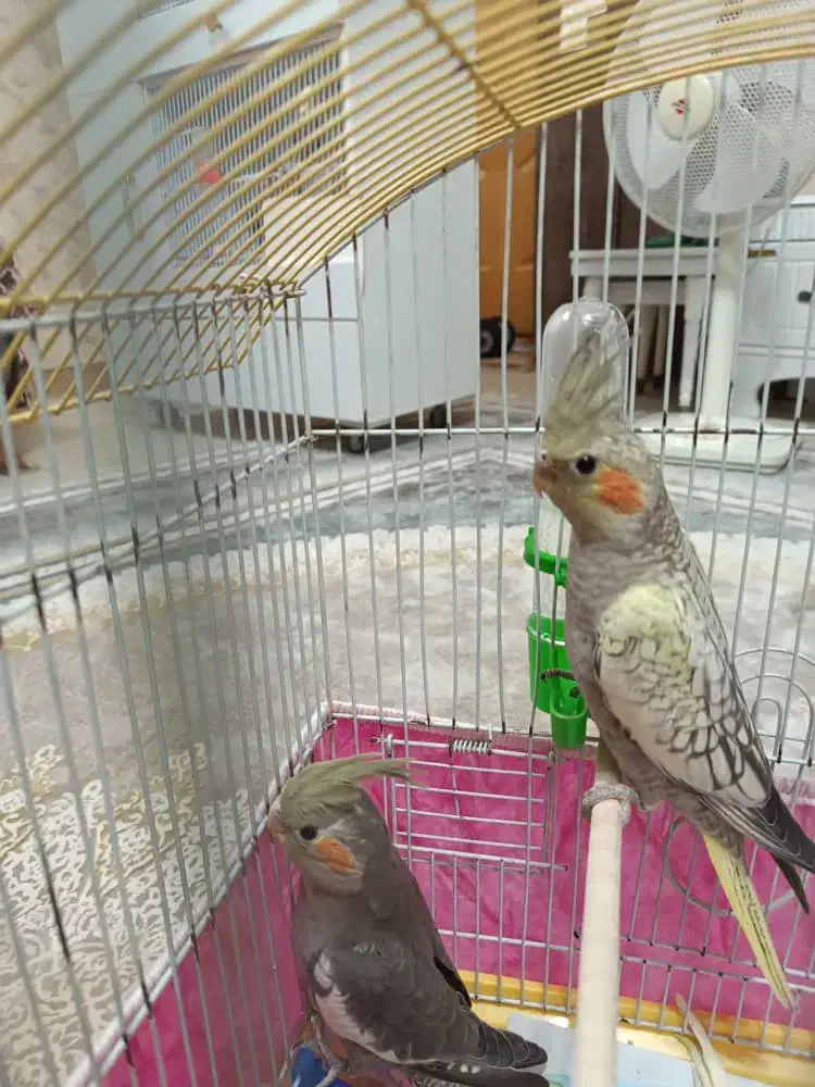 عروس هلندی قیمت مناسب|پرنده|فومن, |دیوار