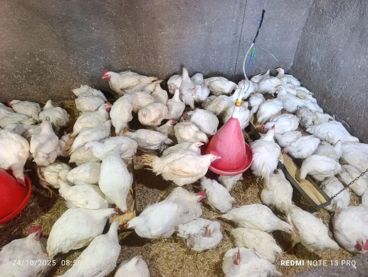 مرغ زنده همراه با پرکنی با بهترین قیمت|حیوانات مزرعه|بیرانوند, |دیوار