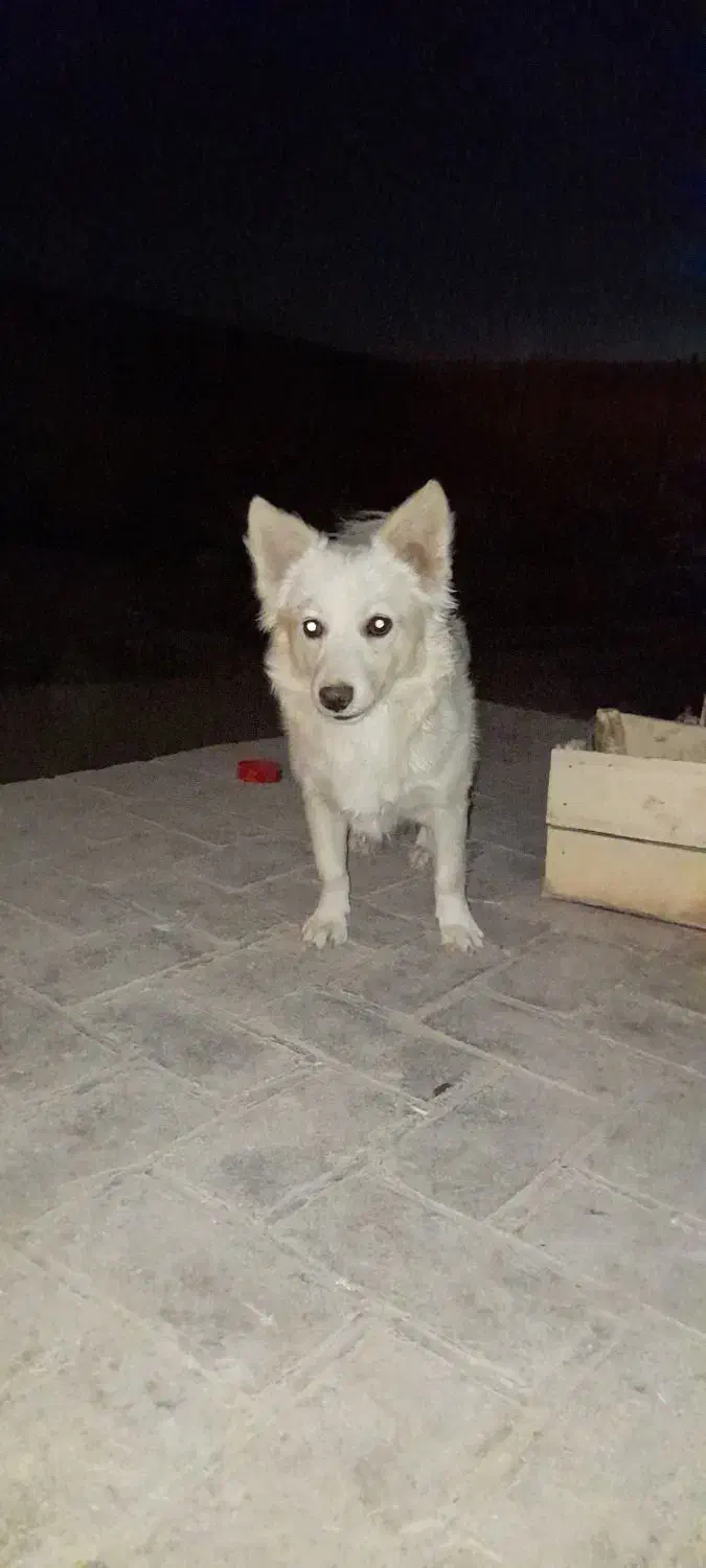 سگ میکس اشپیتز|سگ|قم, عمار یاسر|دیوار