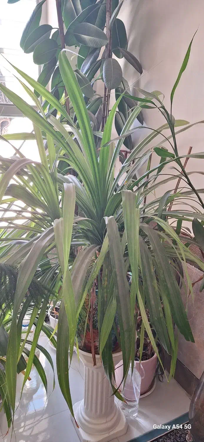 فروش گل وگیاه|گل و گیاه طبیعی|شیراز, کوشک میدان|دیوار