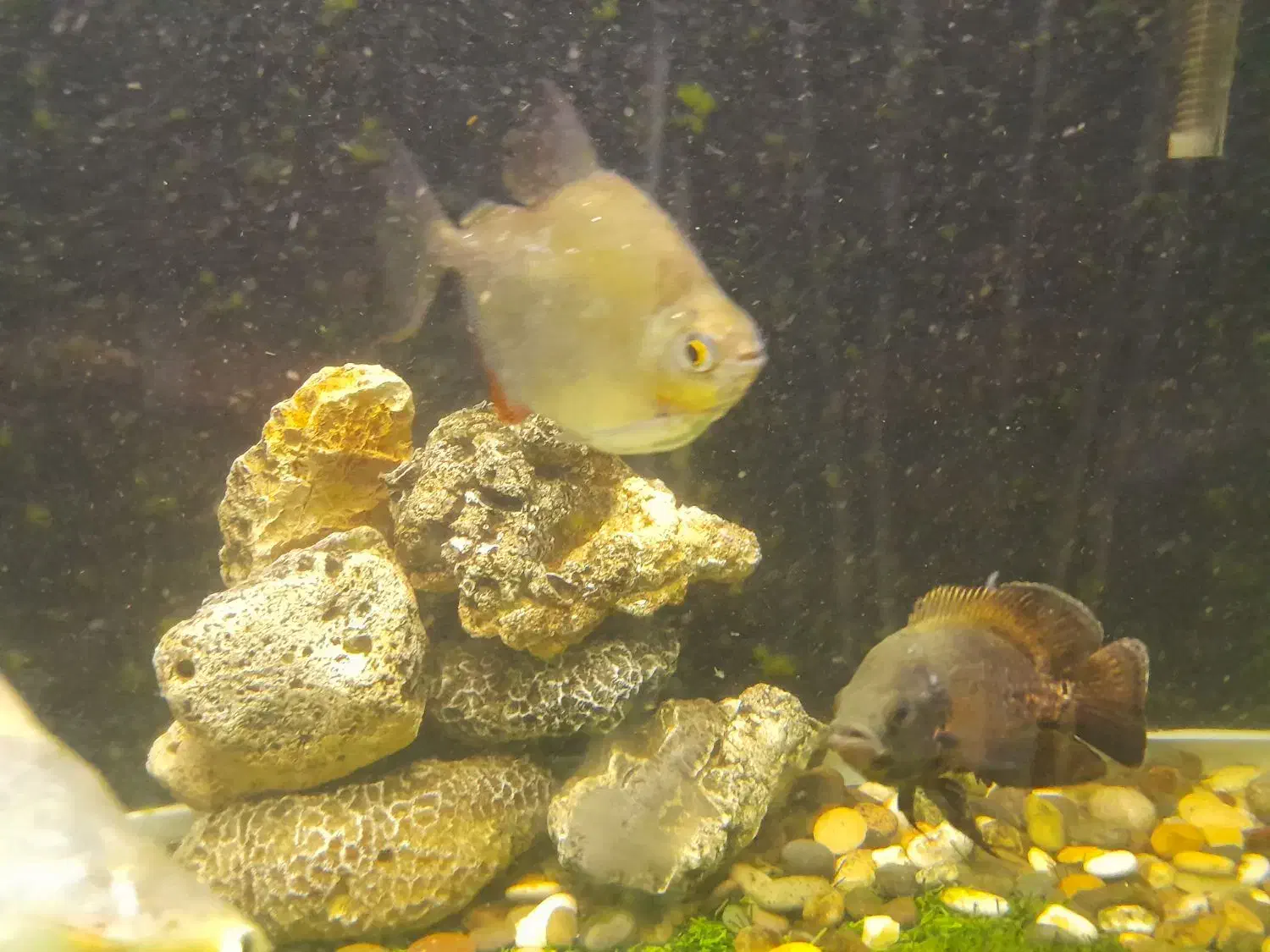 ماهی آکواریومی درشت|ماهی|بجنورد, |دیوار