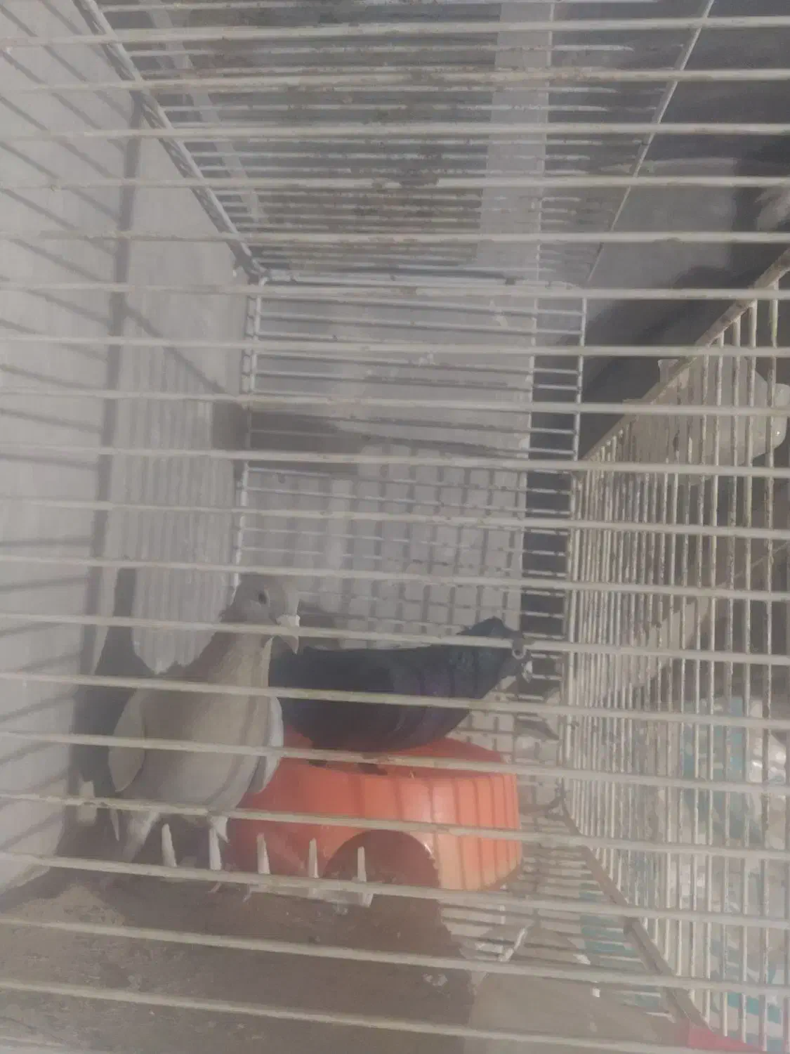 کفتر|پرنده|جوین, |دیوار