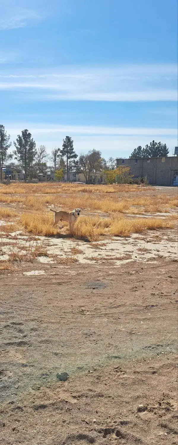 سگ گله|سگ|مشهد, چهاربرج|دیوار