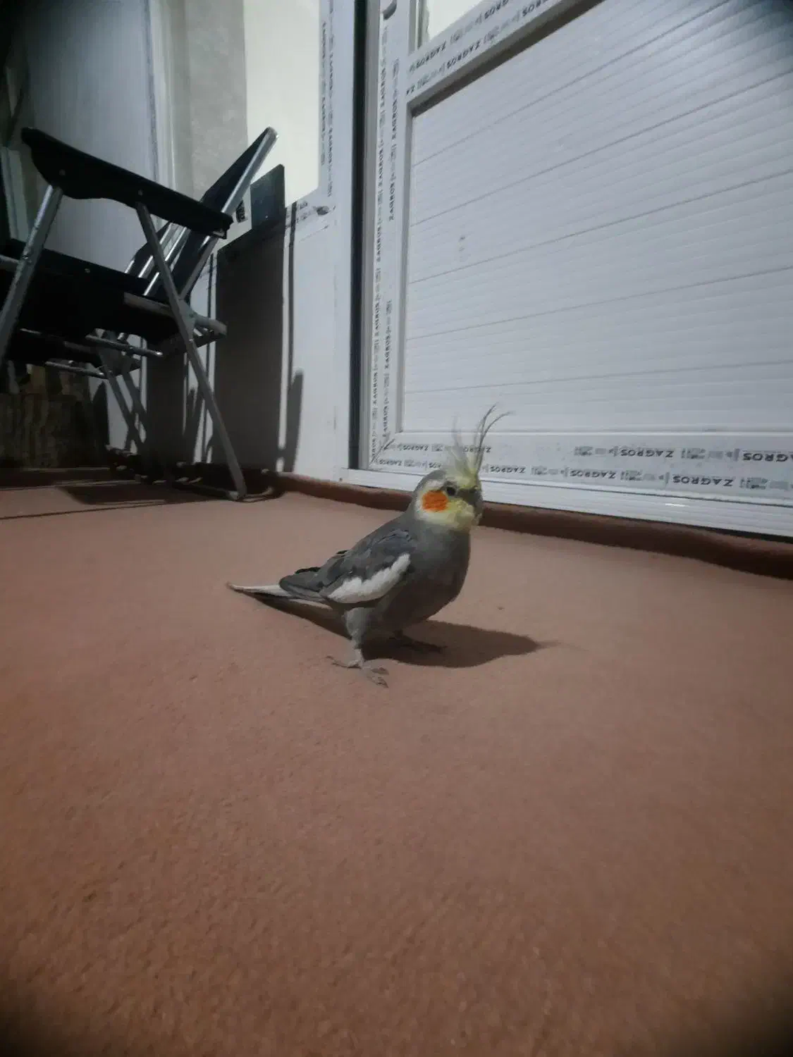 عروس هلندی|پرنده|اشنویه, |دیوار