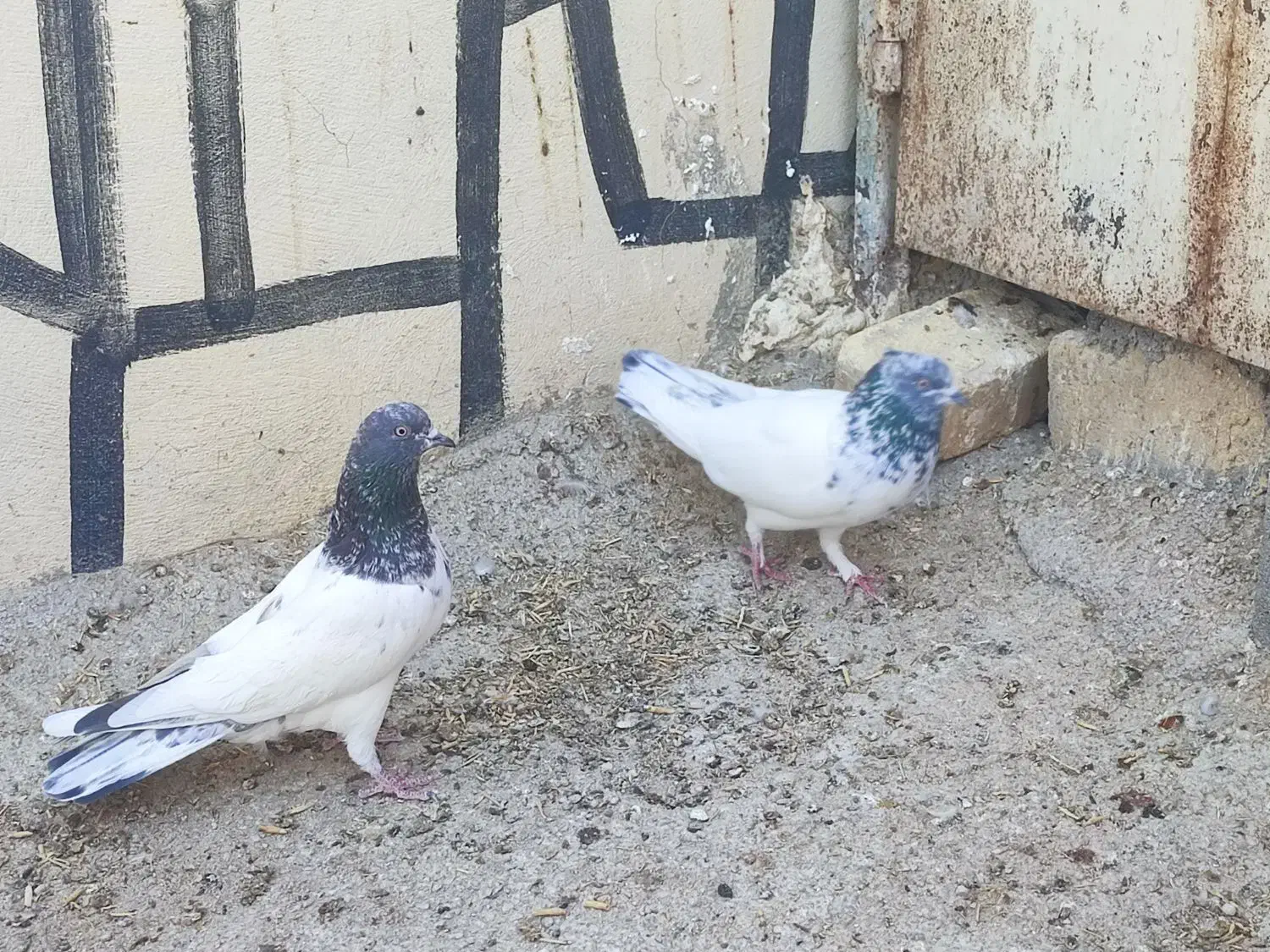 نرو ماده تک پر ساعتی|پرنده|شیراز, کاراندیش|دیوار
