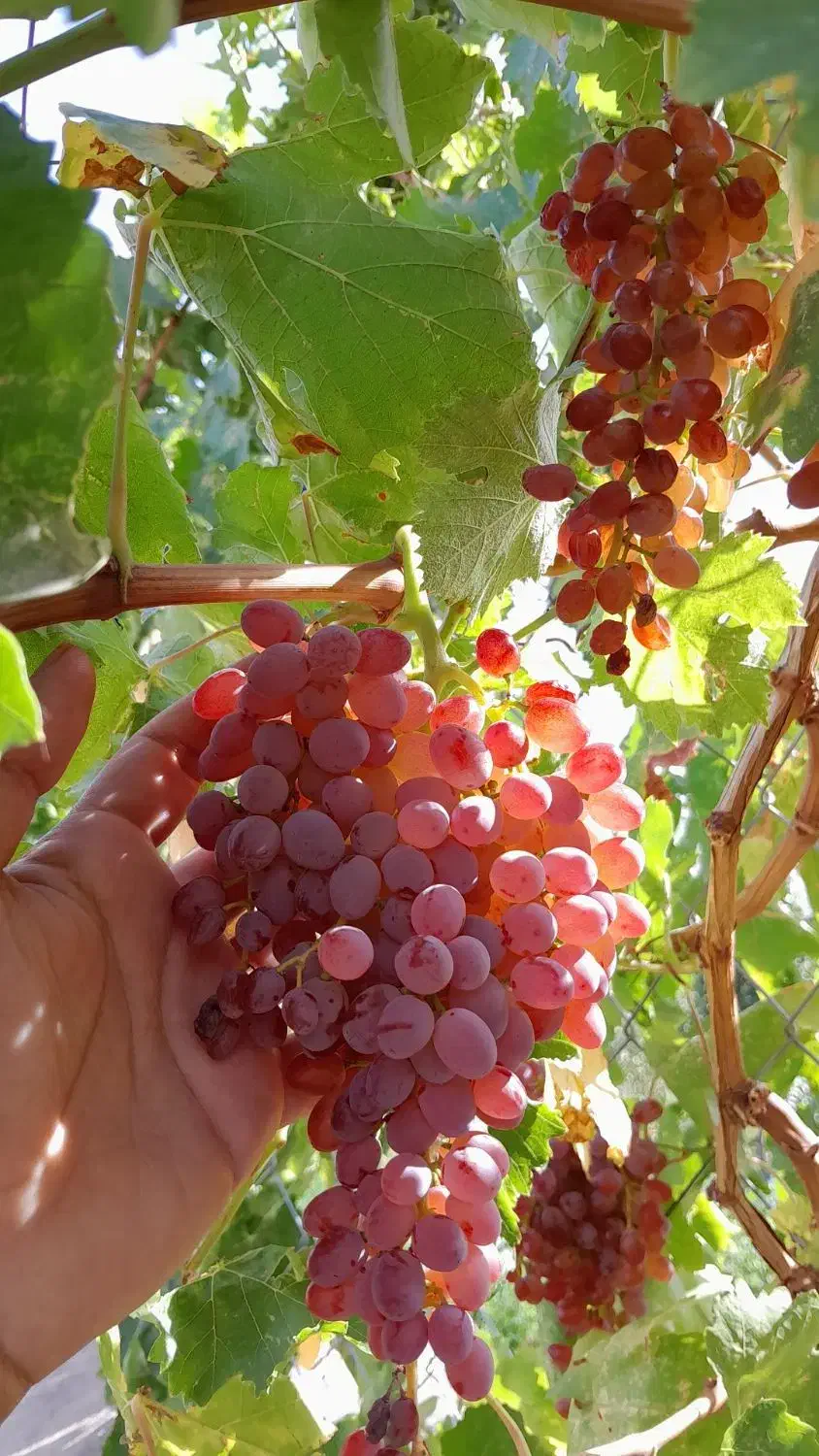 انواع نهال انگور پر ریشه|خدمات باغبانی و درختکاری|فسا, |دیوار