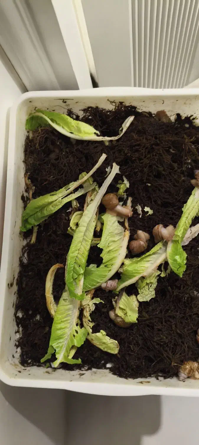 حلزون با باکس مخصوص|خزنده|مشهد, امیریه|دیوار