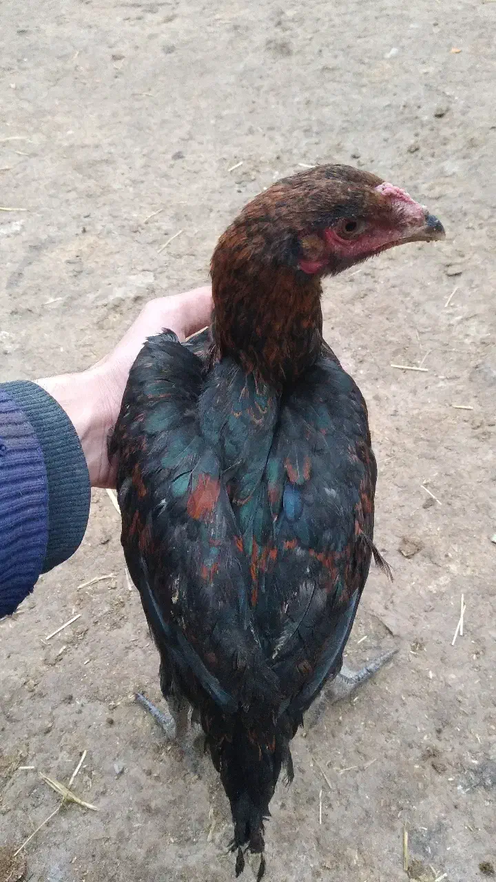 خروس|حیوانات مزرعه|فندقلو, |دیوار