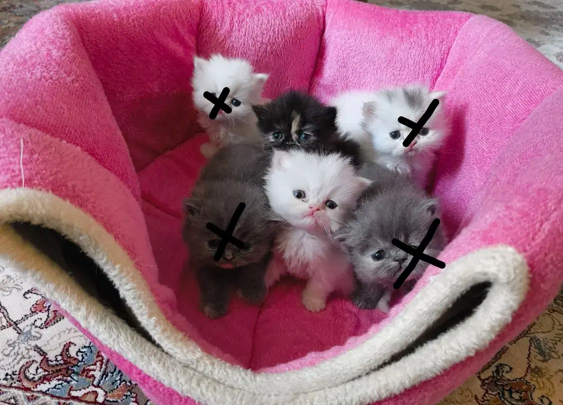 گربه پرشین اصیل عروسکی|گربه|اصفهان, ملکشهر|دیوار