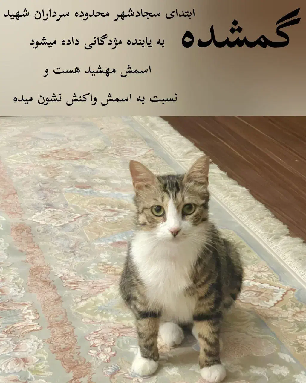 گمشده|حیوانات|بیرجند, |دیوار