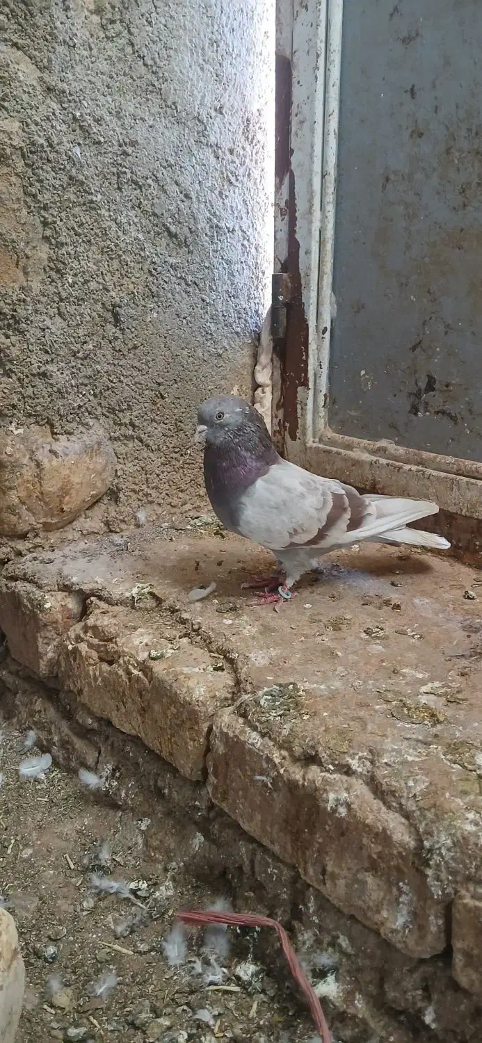 کفتر کبوتر|پرنده|کوهدشت, |دیوار