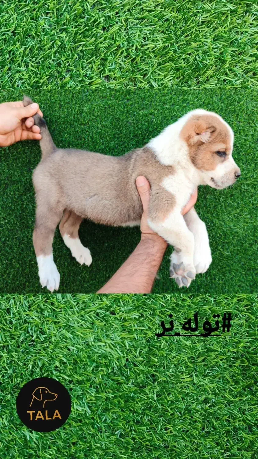واگذاری|سگ|فردوس (خراسان), |دیوار