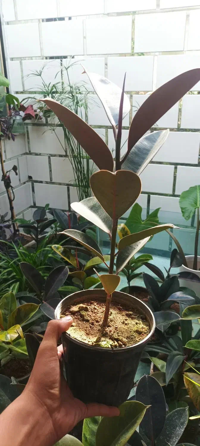 حراجفیکوس|گل و گیاه طبیعی|اسلامآباد غرب, |دیوار