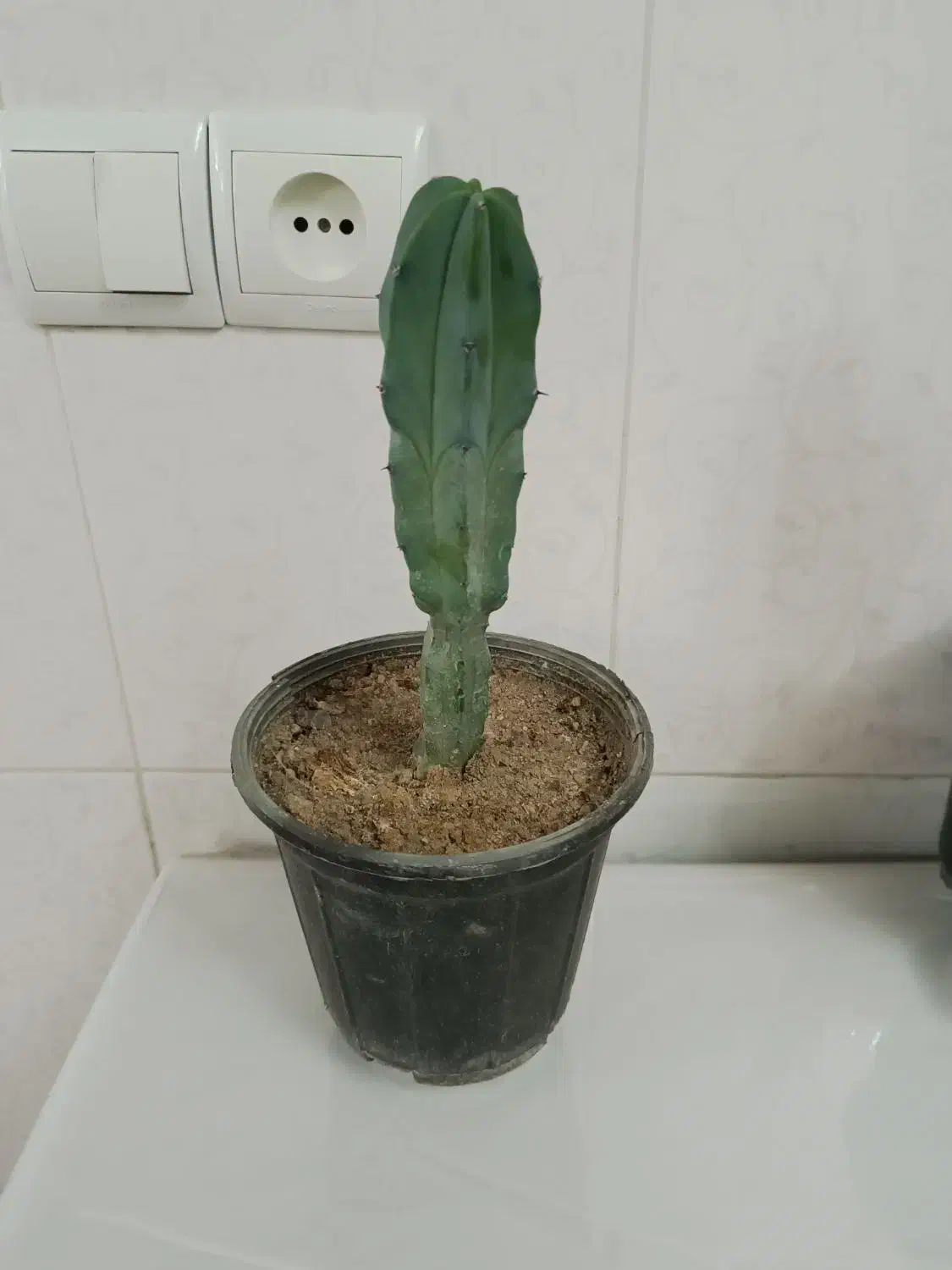 همه کاکتوسها باهم ۱۹۵ تومن|گل و گیاه طبیعی|مراغه, |دیوار