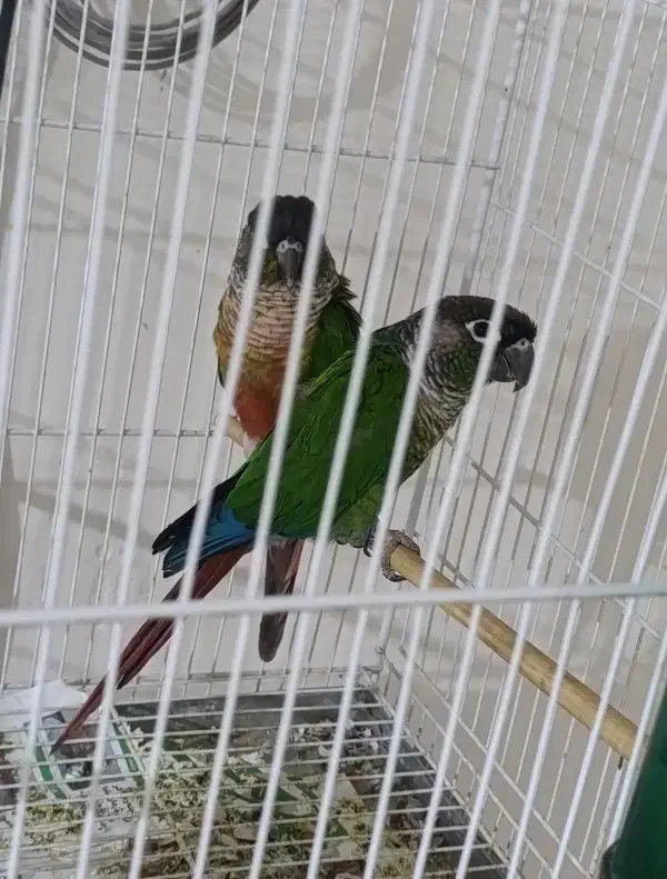 جفت مولد گرینچینک|پرنده|کاشمر, |دیوار