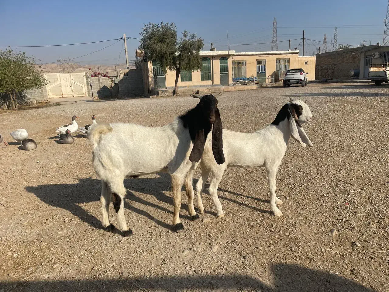 بز و پازن پاکستانی|حیوانات مزرعه|کازرون, |دیوار