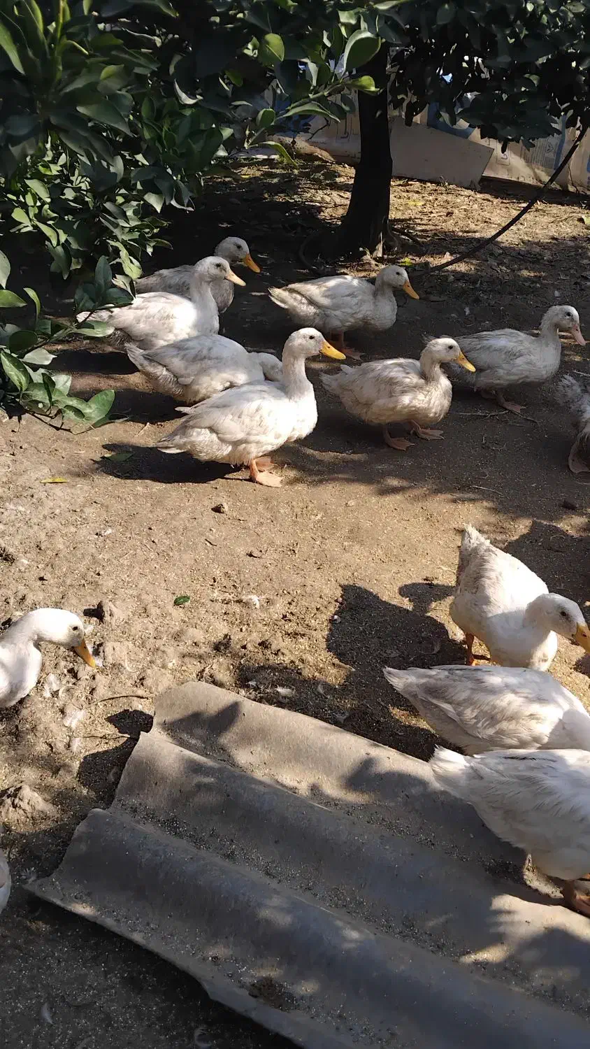 فروش اردک محلی|حیوانات مزرعه|قائم‌شهر, |دیوار