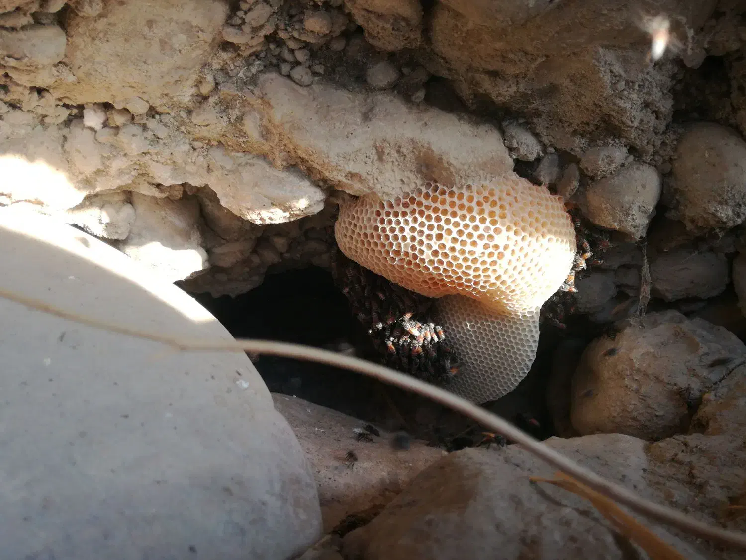 عسل کوهی|عمدهفروشی|جره و بالاده, |دیوار