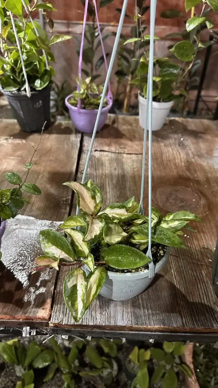 گل آپارتمانی هویا|گل و گیاه طبیعی|سلفچگان, |دیوار