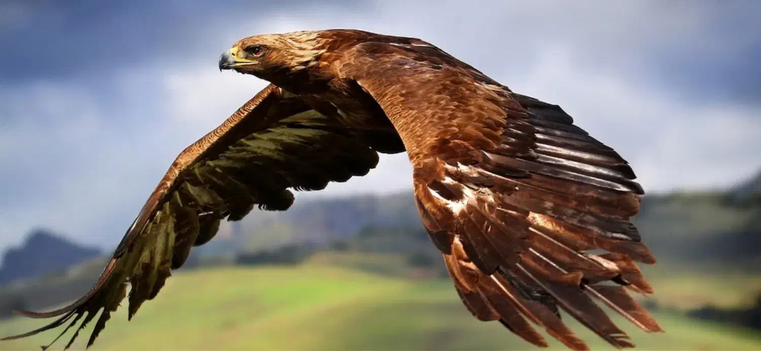 فروش انواع پرندگان|پرنده|رشت, گلسار|دیوار