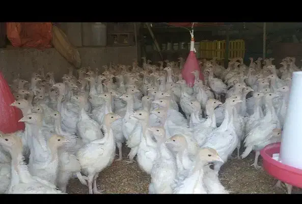 جوجه بوقلمون بیوتی ۶در سقز|حیوانات مزرعه|مریوان, |دیوار