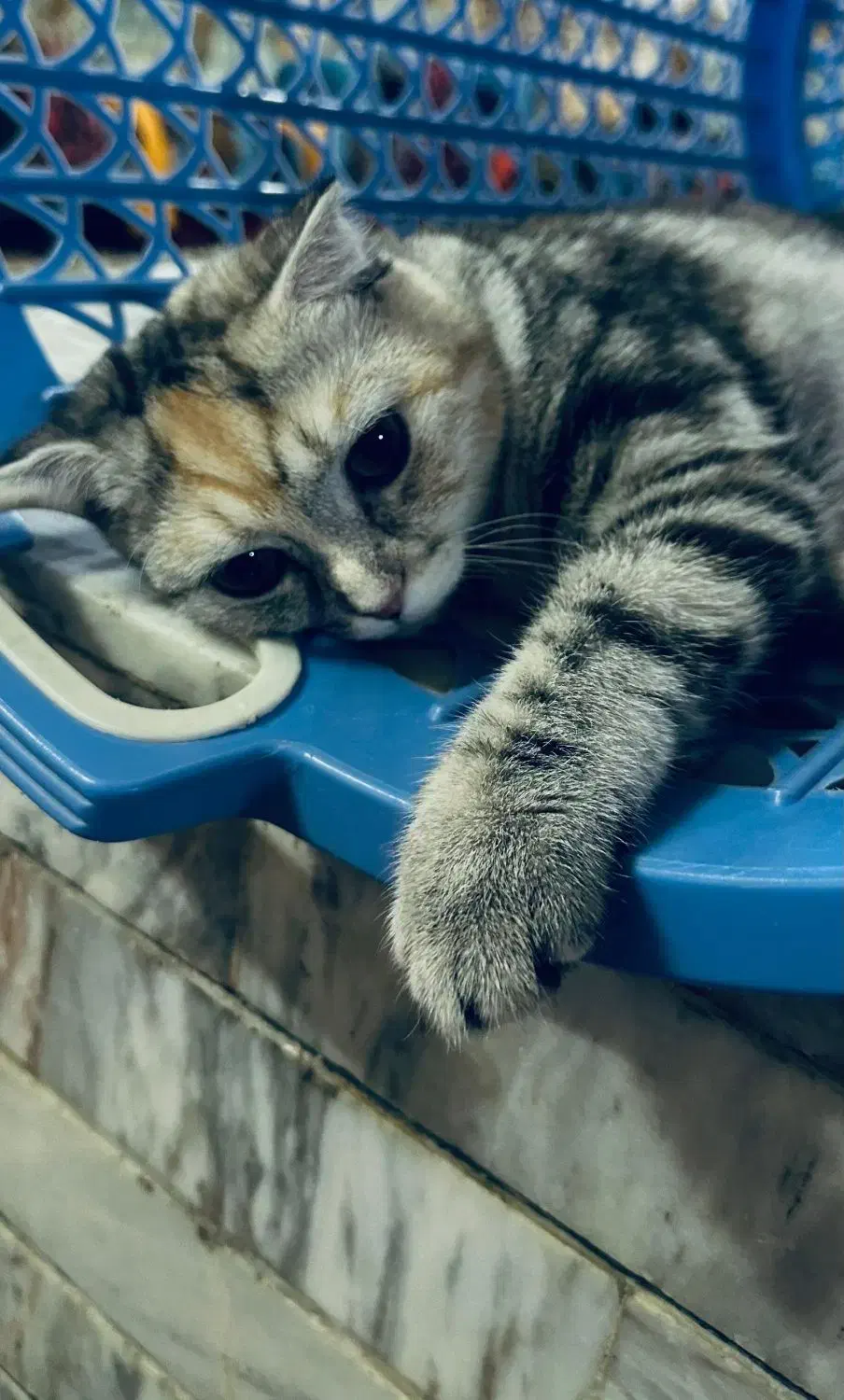 گربه ماده اماده جفت گیری|گربه|زاهدان, |دیوار