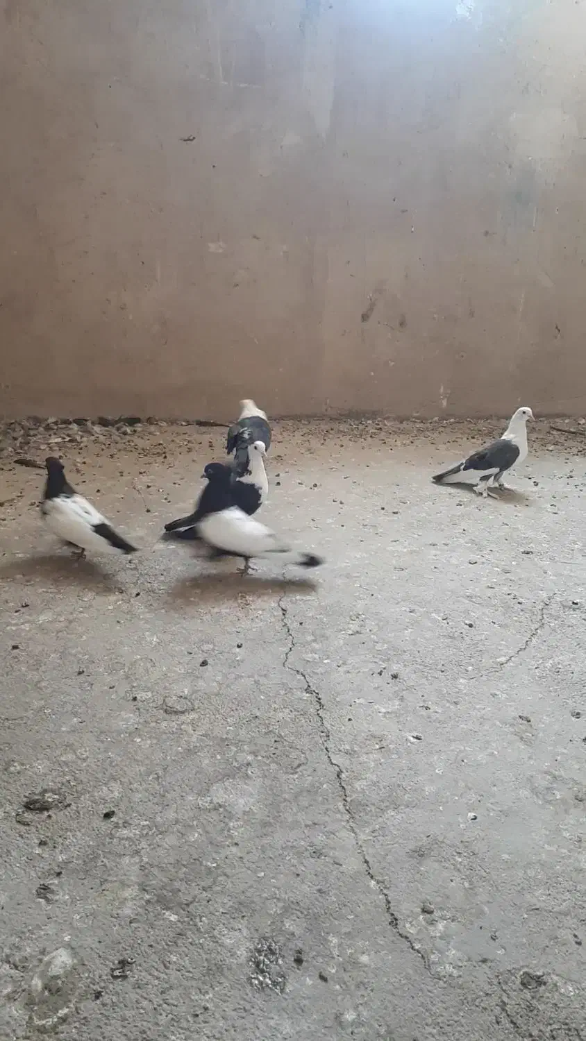 جفت سینه|پرنده|مرودشت, گندم‎|دیوار