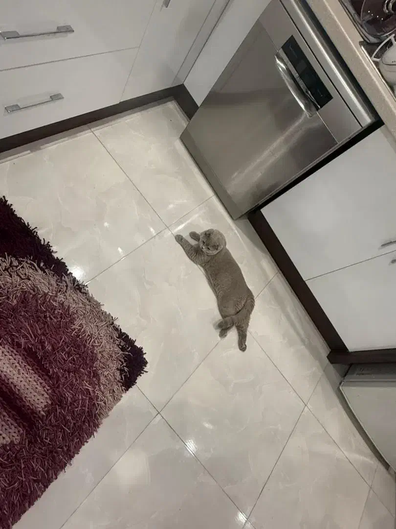 گربه اسکاتیش|گربه|بومهن, |دیوار