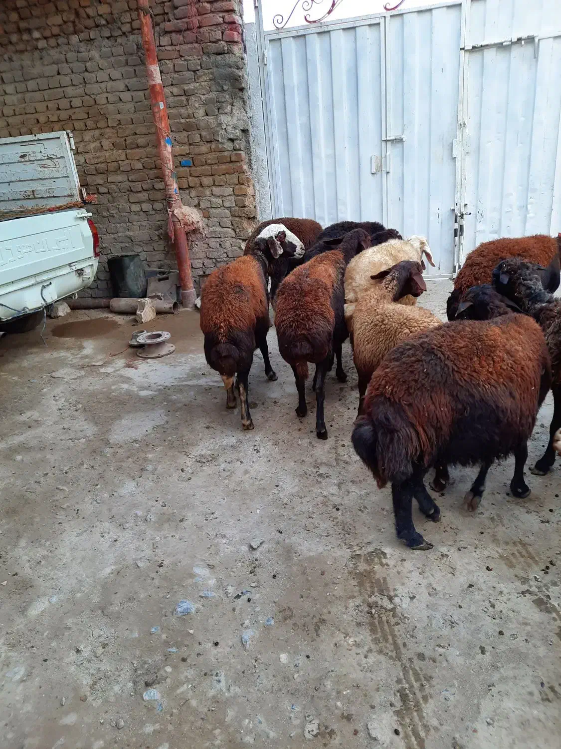 گوسفند|حیوانات مزرعه|سیلاخور, |دیوار