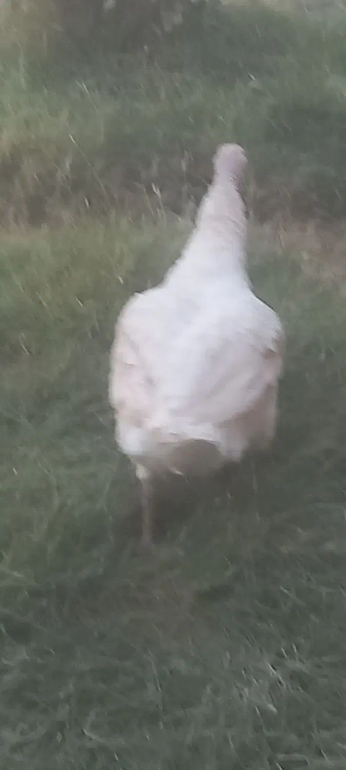 با سلام بوقلمو بیوتی سنگین وزن|حیوانات مزرعه|کهک, |دیوار