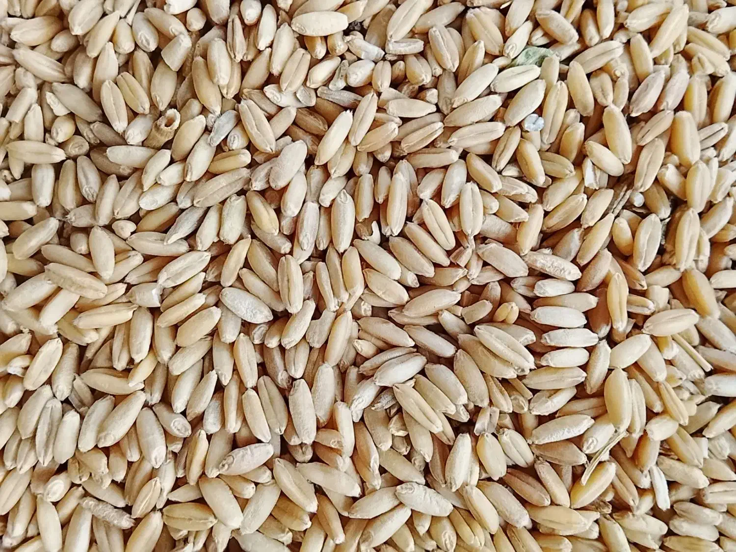 گندم|خوردنی و آشامیدنی|شادیان, |دیوار