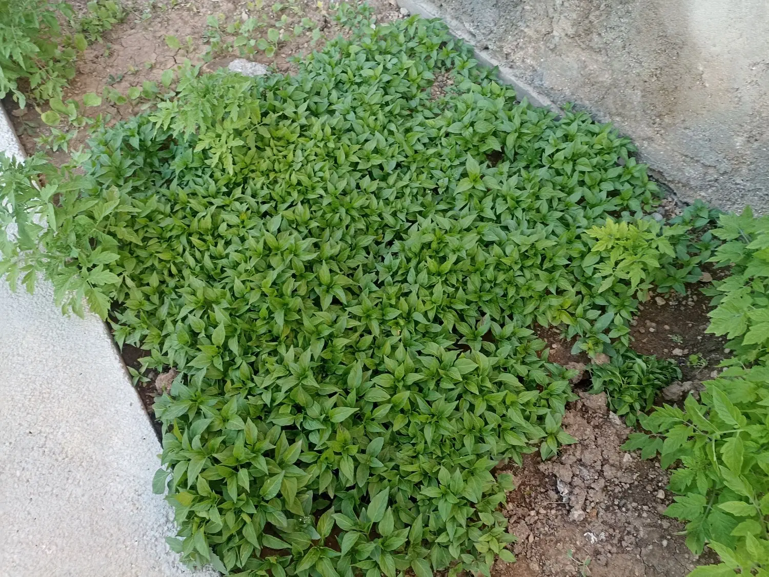 نشا|خدمات باغبانی و درختکاری|گوآور, |دیوار