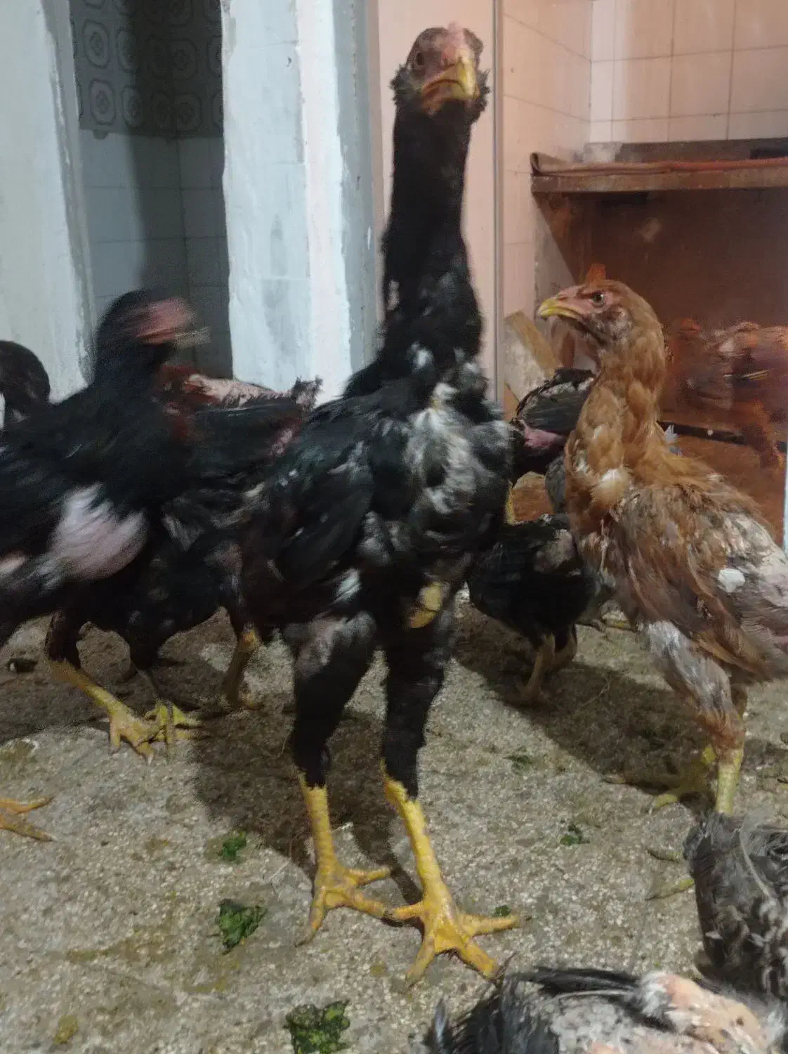 جوجه خروس لاری دنگ بالا|حیوانات مزرعه|تهران, دهم فروردین|دیوار