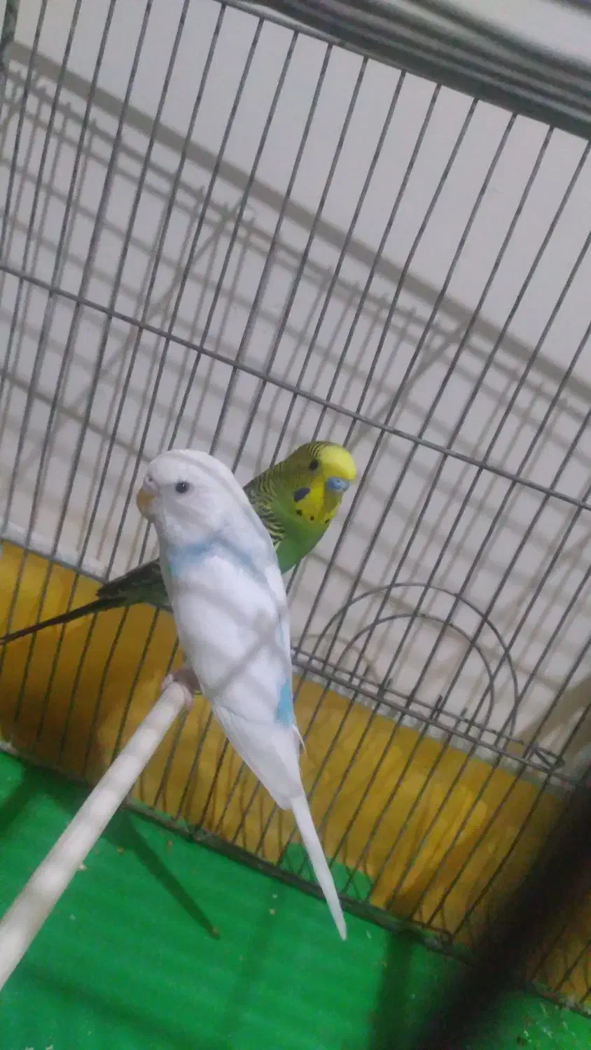 مرغ عشق|پرنده|فولادشهر, B2|دیوار