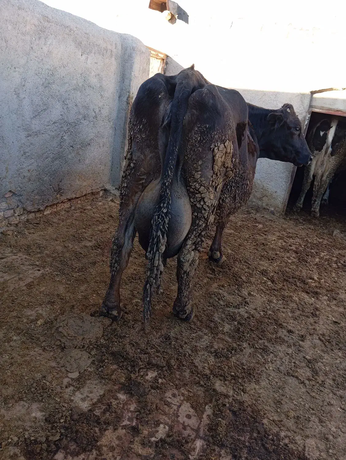 گاو شیری|حیوانات مزرعه|نیشابور, مازول|دیوار