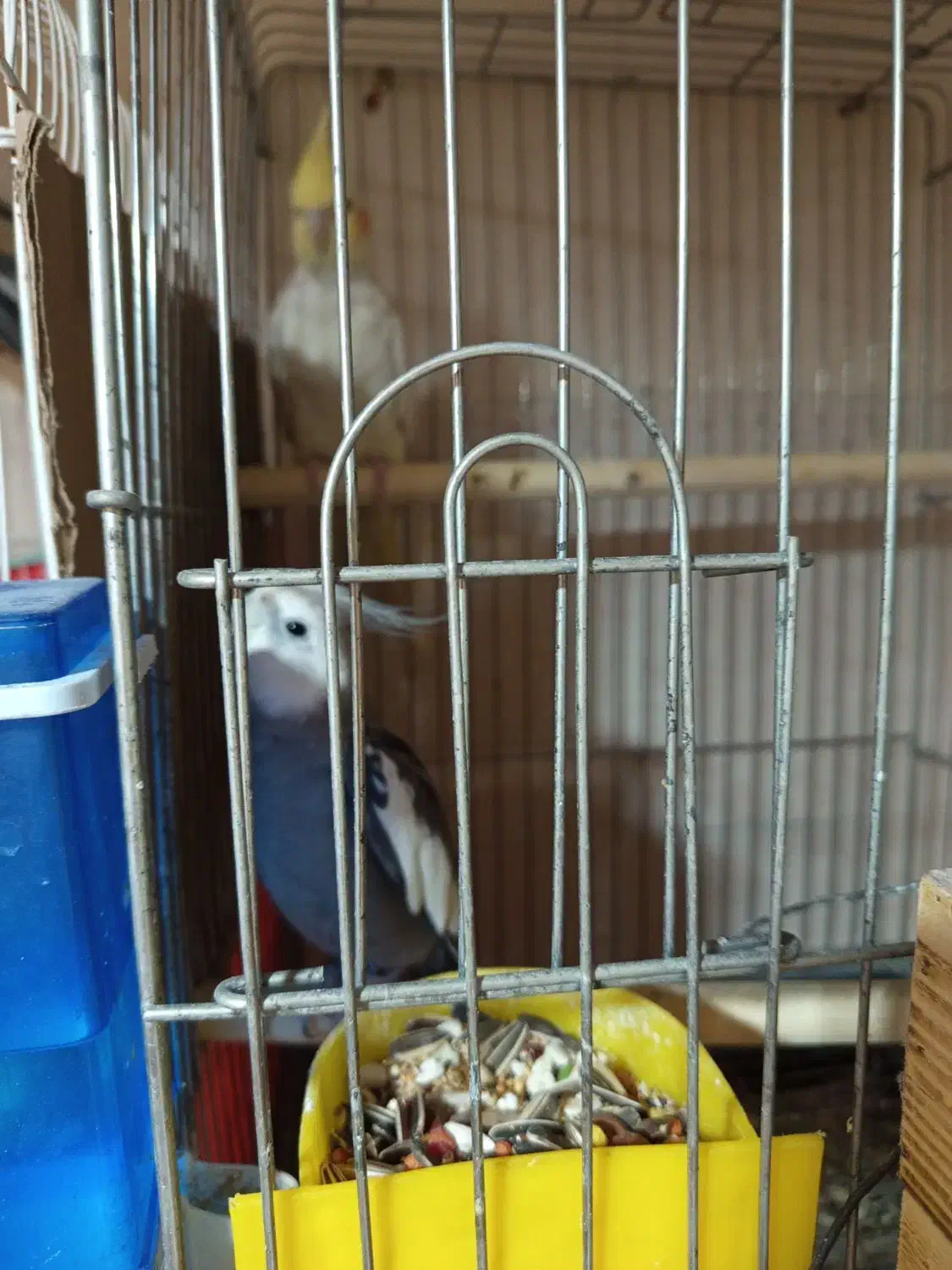 عروس هلندی چند جفت با جوجه و تخم|پرنده|چغادک, |دیوار