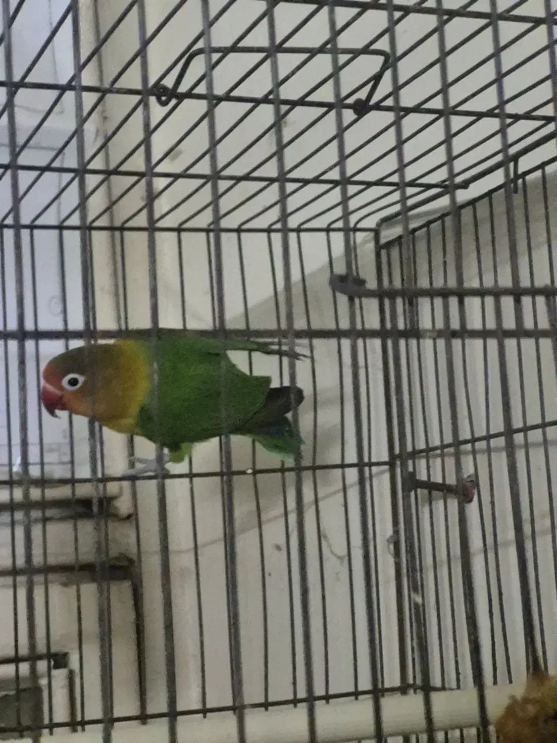 طوطی برزیلی|پرنده|بهبهان, |دیوار